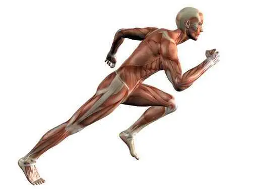 musculo