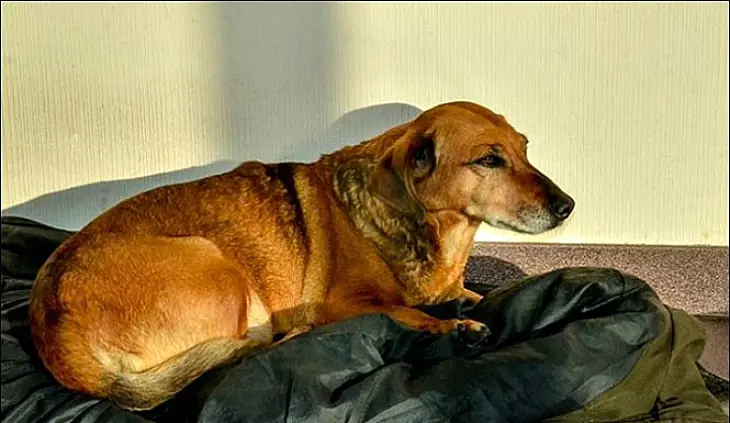 Su dueño murió hace unaño peroella sigue esperando que salga