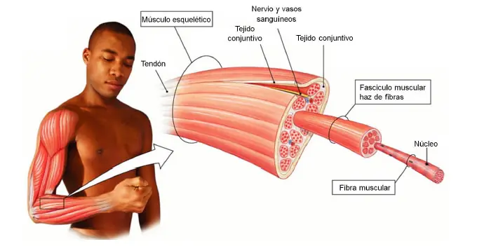 preparacion fisica