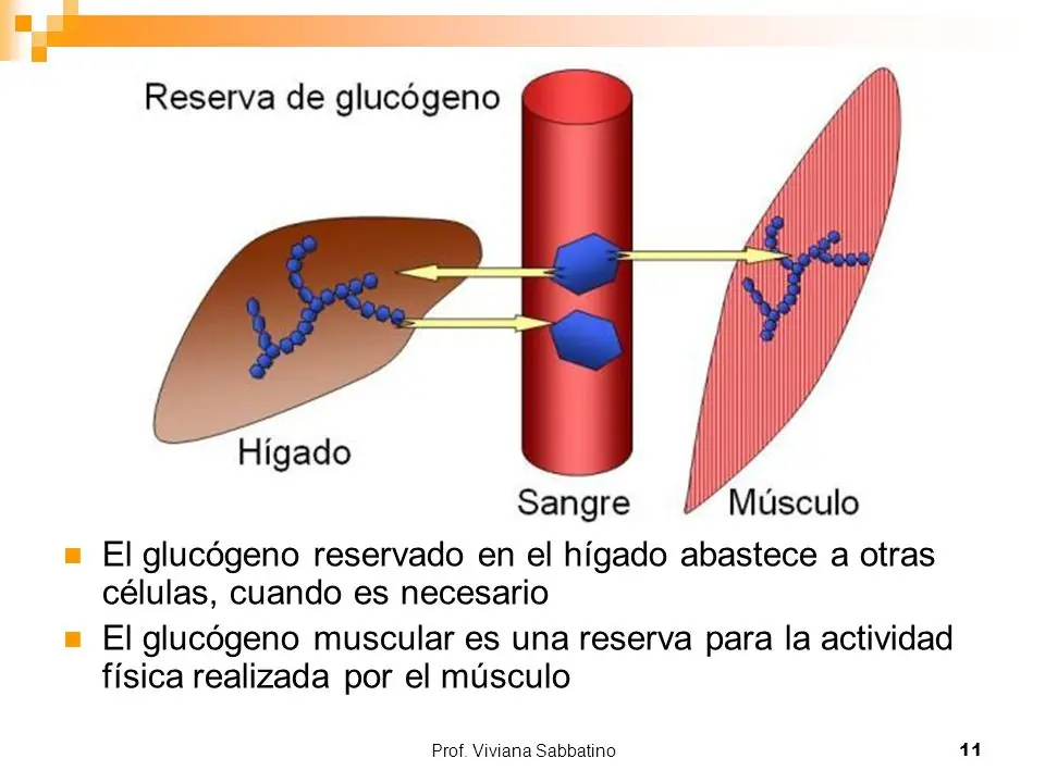 fisiologia del entrenamiento deportivo