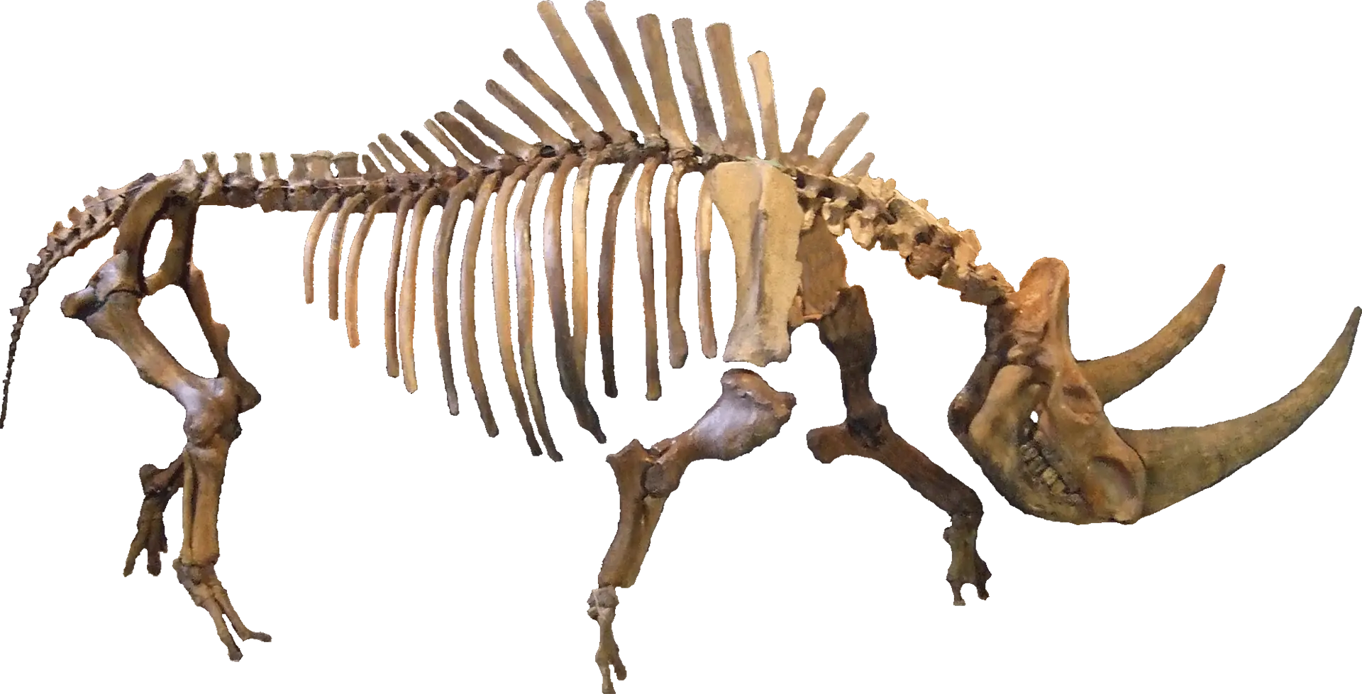 rinocerontes