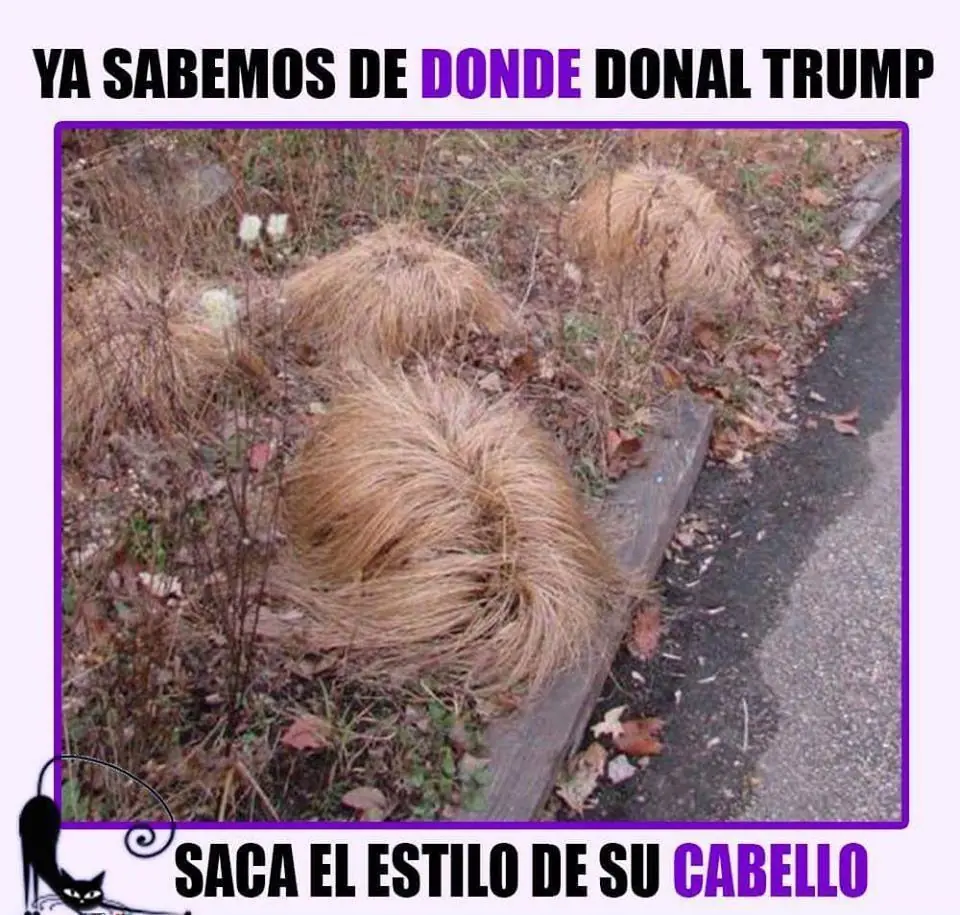 taringa