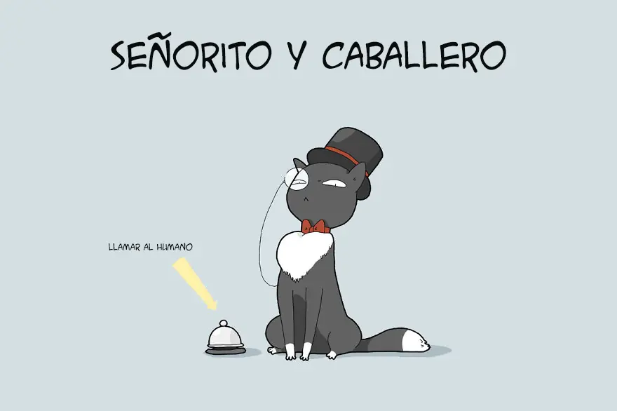 de gatos
