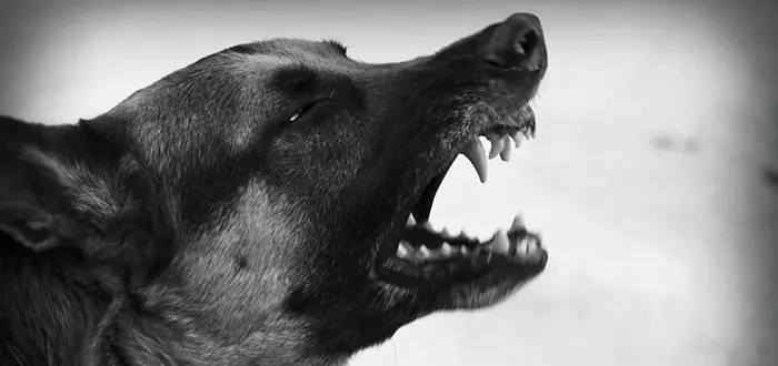 perro