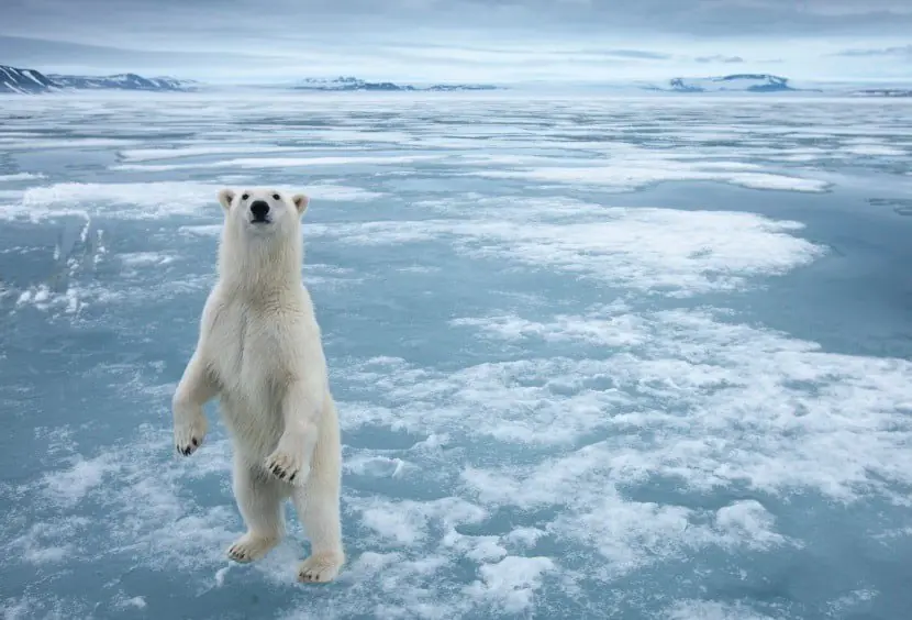 Animales