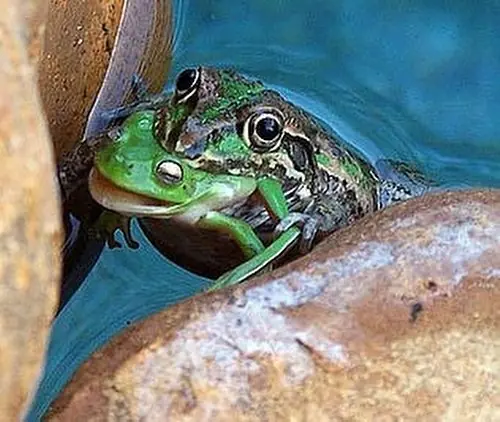 que se alimentan de su misma especie