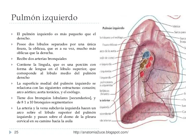 explicadas explicadas