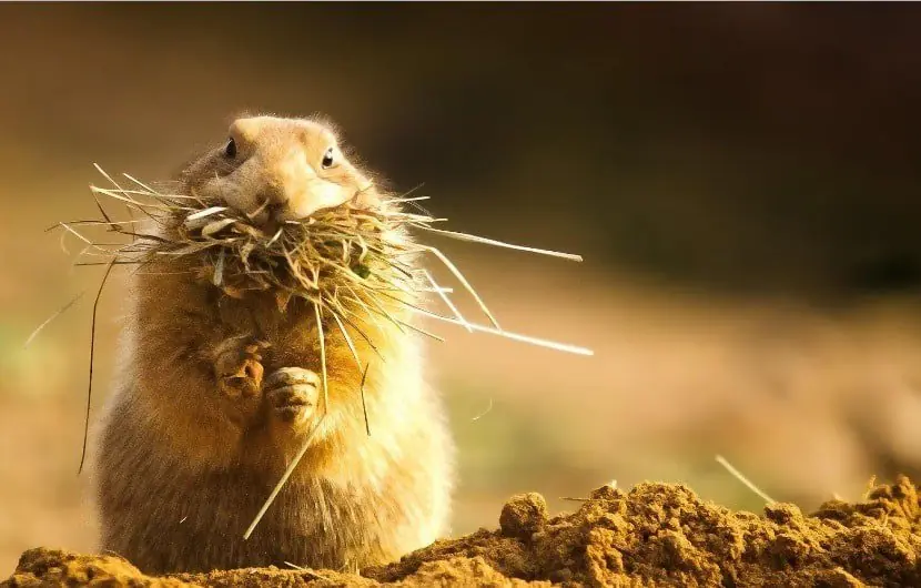 7 Animales canibales que se alimentan de su misma especie