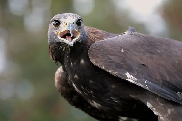 aguilas
