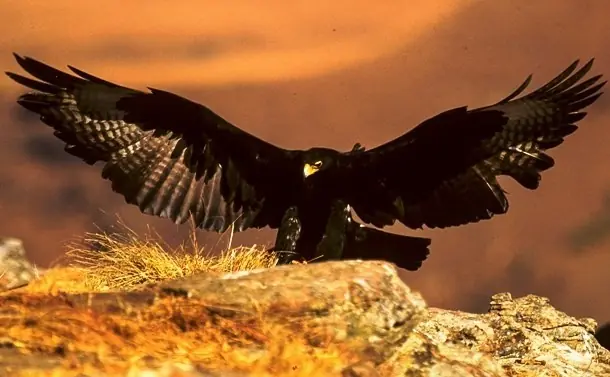 pajaros
