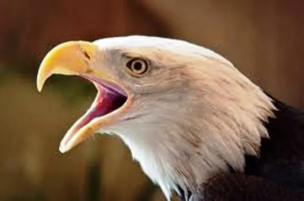 aves