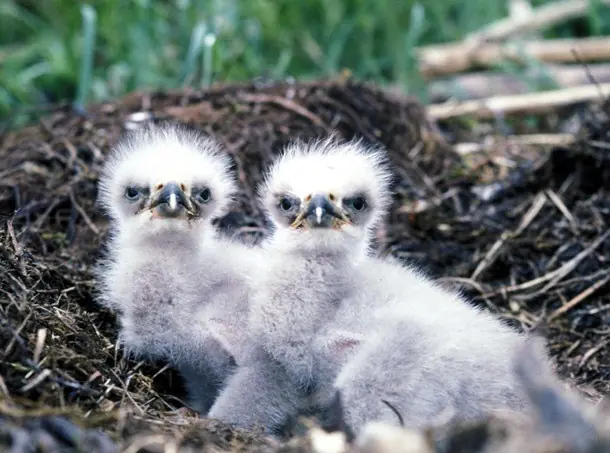 aves