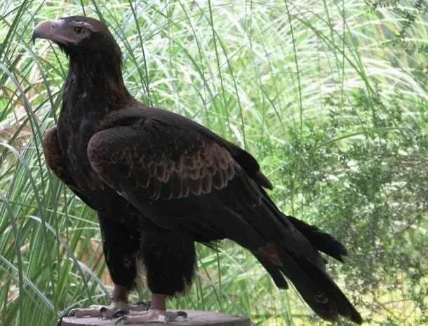 aguilas