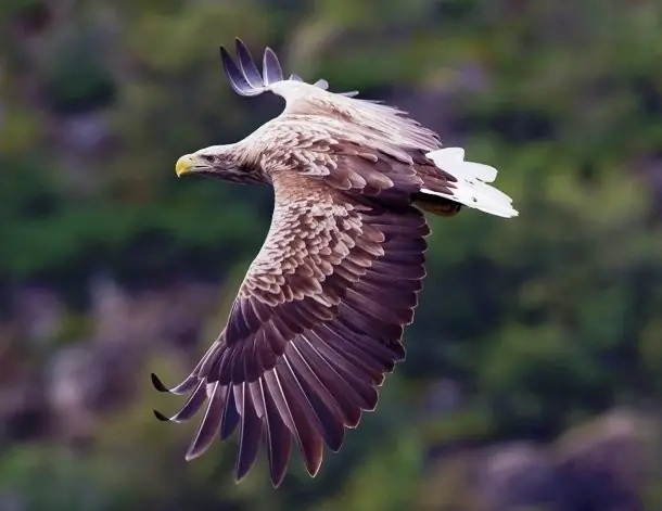 pajaros