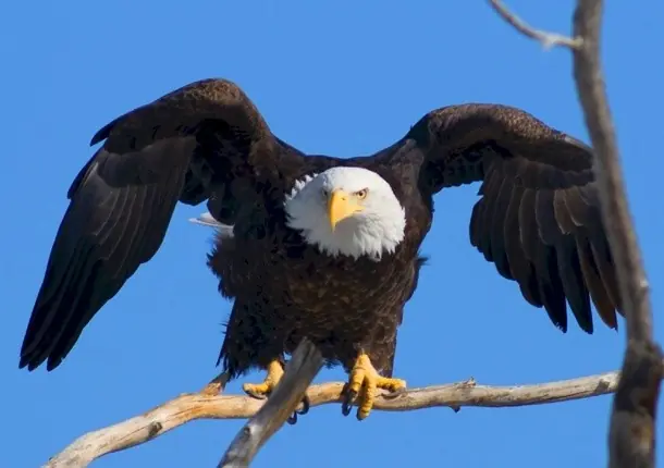 aguilas