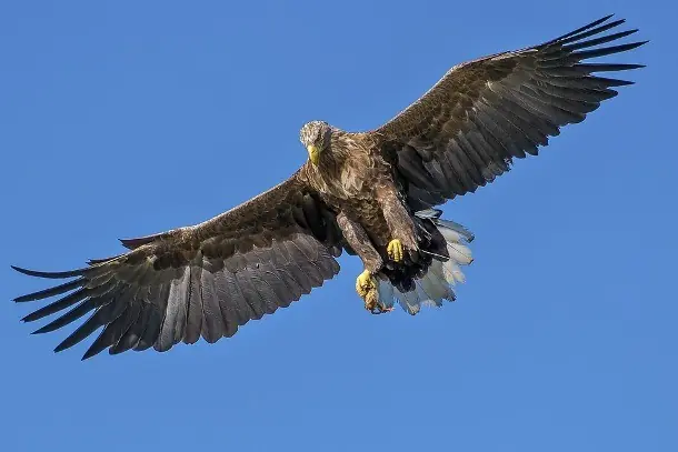 pajaros