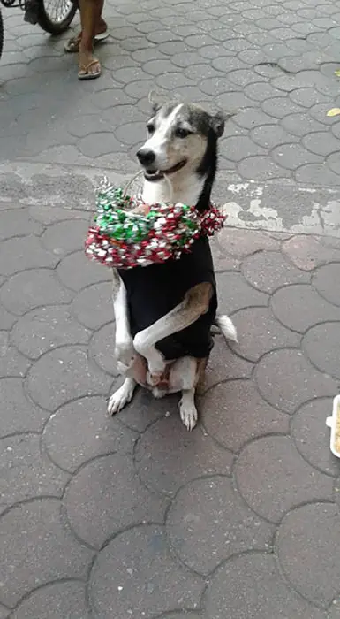 perro