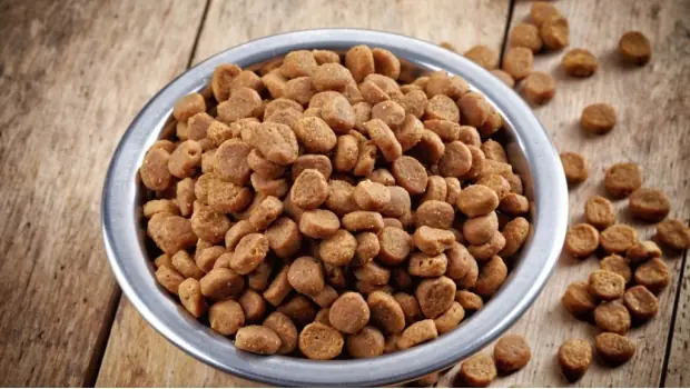 croquetas anticonceptivas para perros