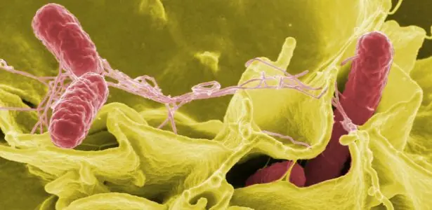 bacterias buenas