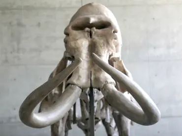 Mamut Mamut