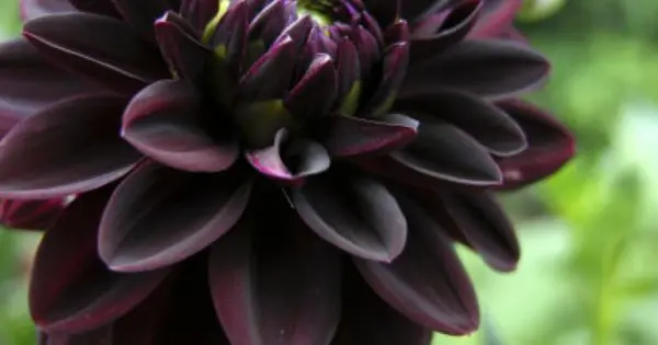 dalia negra
