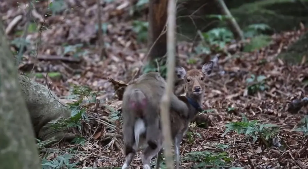 Interracial entre un macaco y una cierva