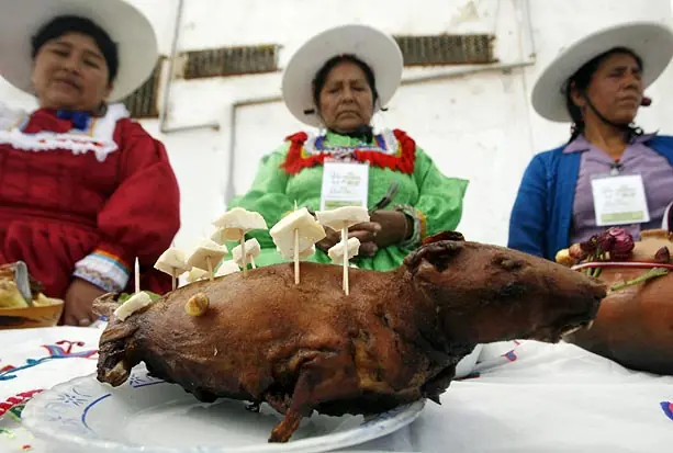 guinea pigs