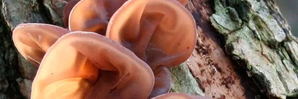 7 Plantas espeluznantes que no debería existir