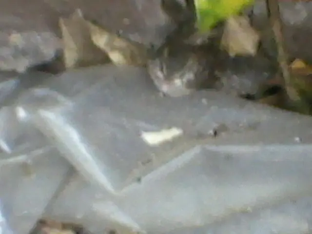 Encontre un pajaro que no puede volar y lo estoy cuidando
