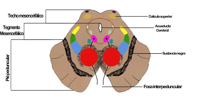 Neurologia