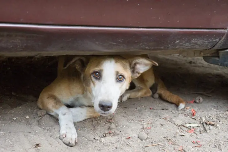 Logran hacer visibles a los perros invisibles de las calles