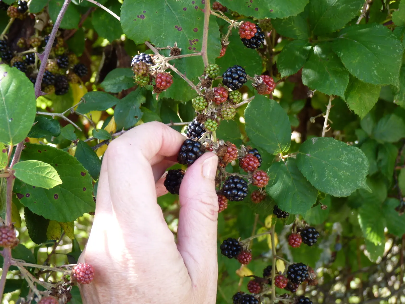 Soy amante de las frutas silvestres (Cerfificada)