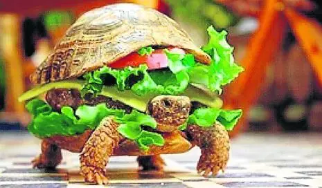 Intent viajar en avión con tortuga disfrazada de hamburguesa