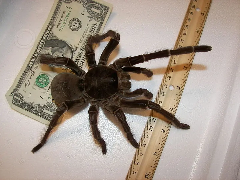 La Araña mas Grande del mundo - ¿Te atreverías tocarla XD