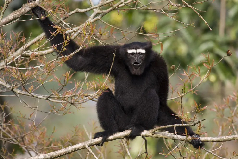 “Skywalker” una nueva especie de primate