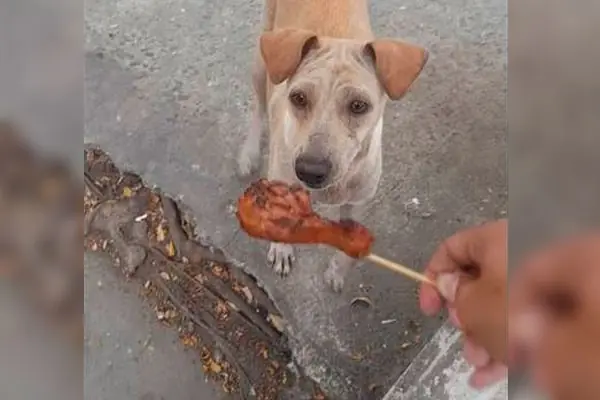 Perrita conmueve las redes al pedir comida por esta razón