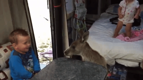 Canguro quedó enamorado de esta familia y volvió a visitarla