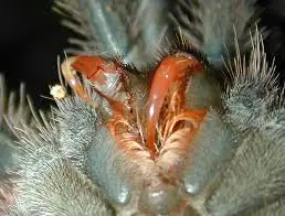araña