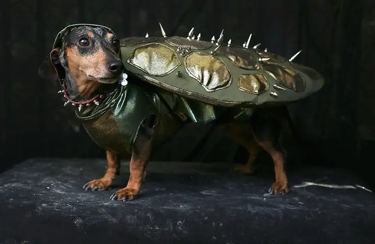 Dachshund