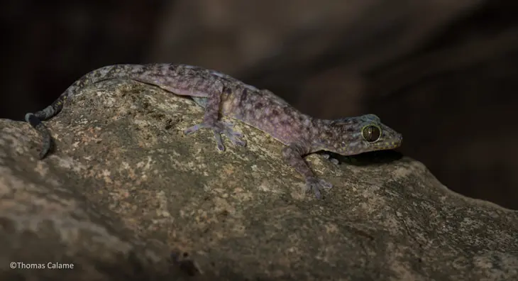 Nuevas especies fueron descubiertas ¡conócelas!