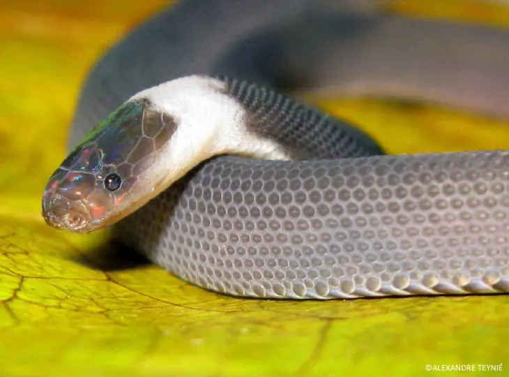 especies