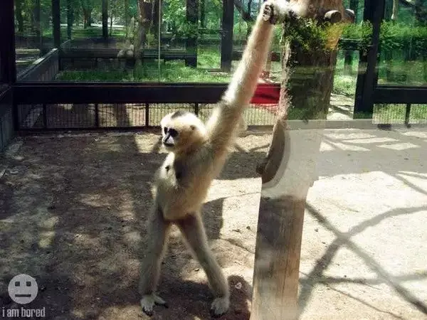 animales