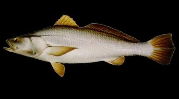 Totoaba, un pez mexicano más caro que la cocaína
