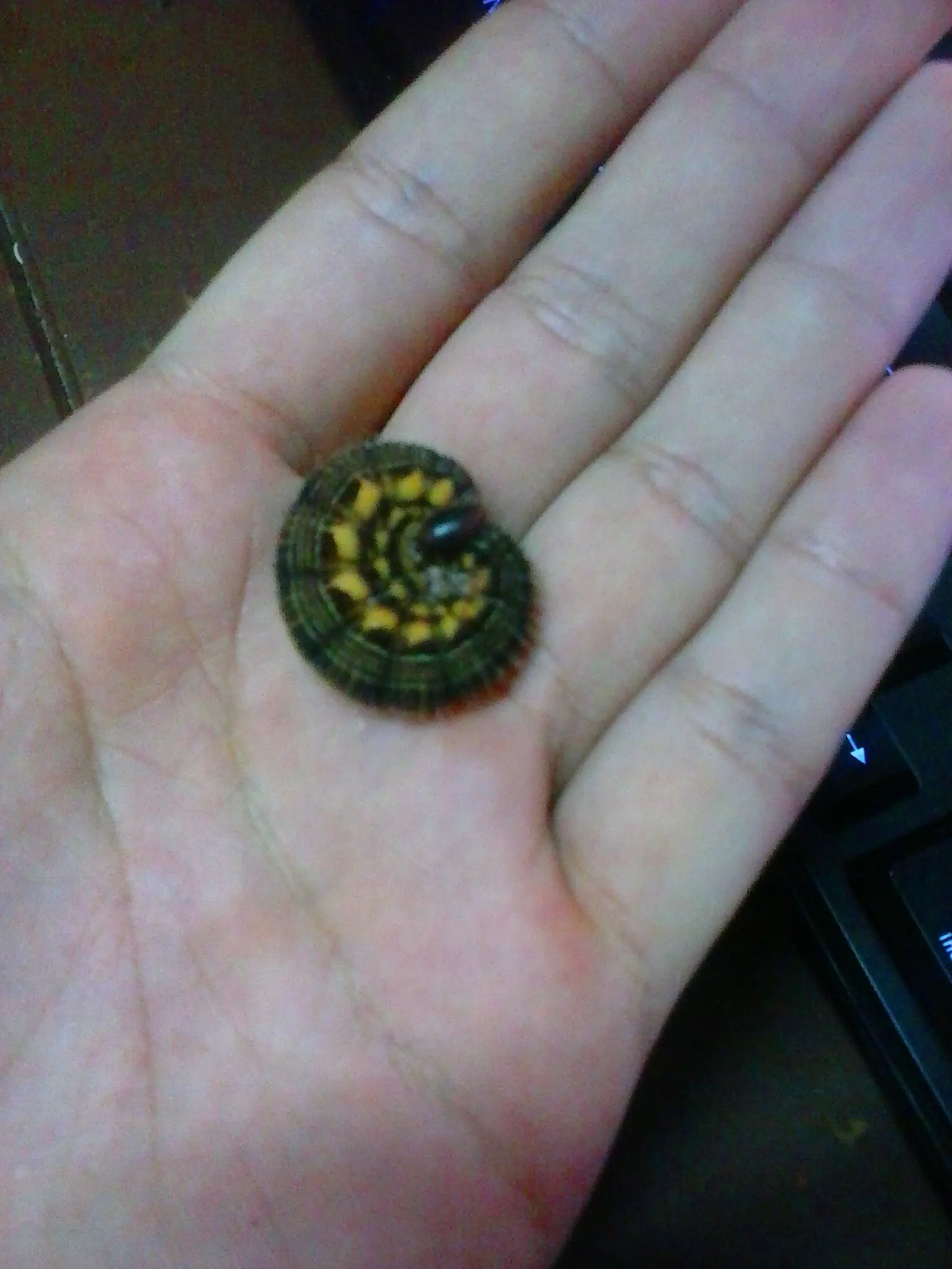 Soy una oruga y un virgo me secuestro