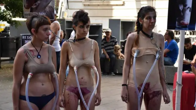 Animalistas protestan para prohibir ordeñar a las vacas