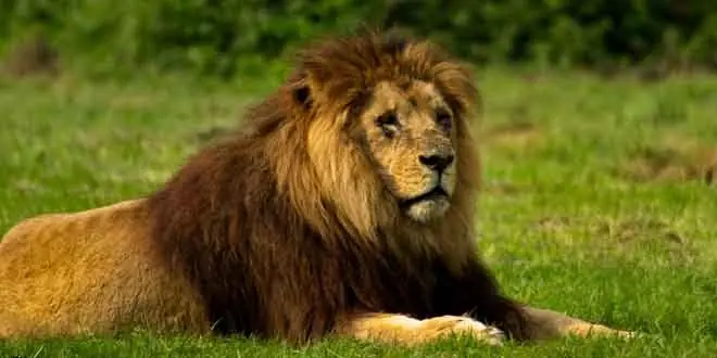 Leones salvan a una niña de sus secuestradores