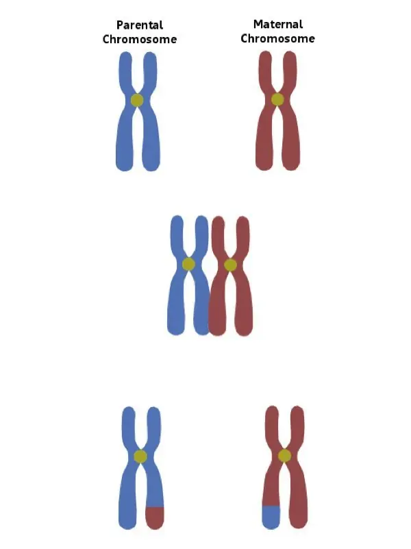inteligencias multiples