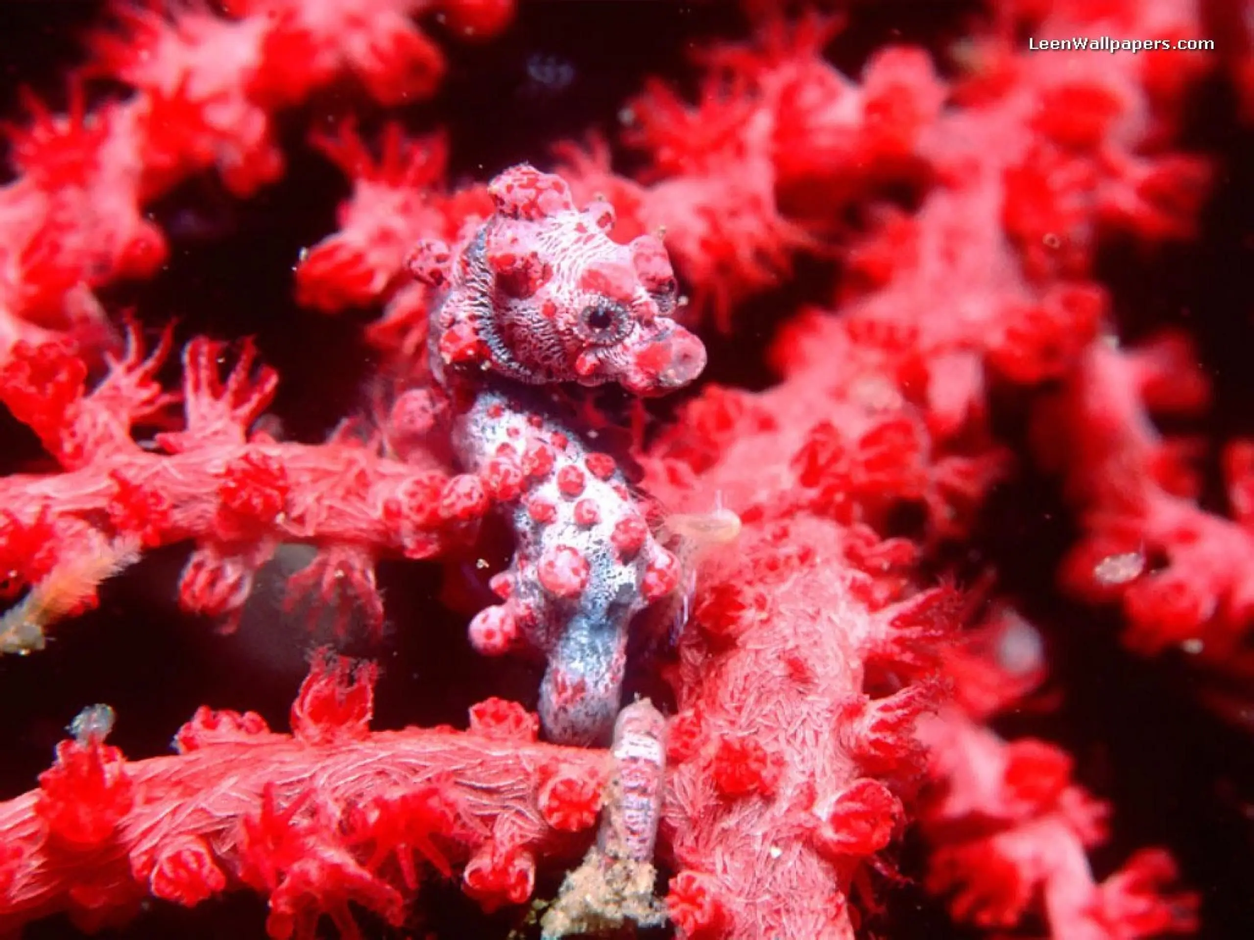 Animales