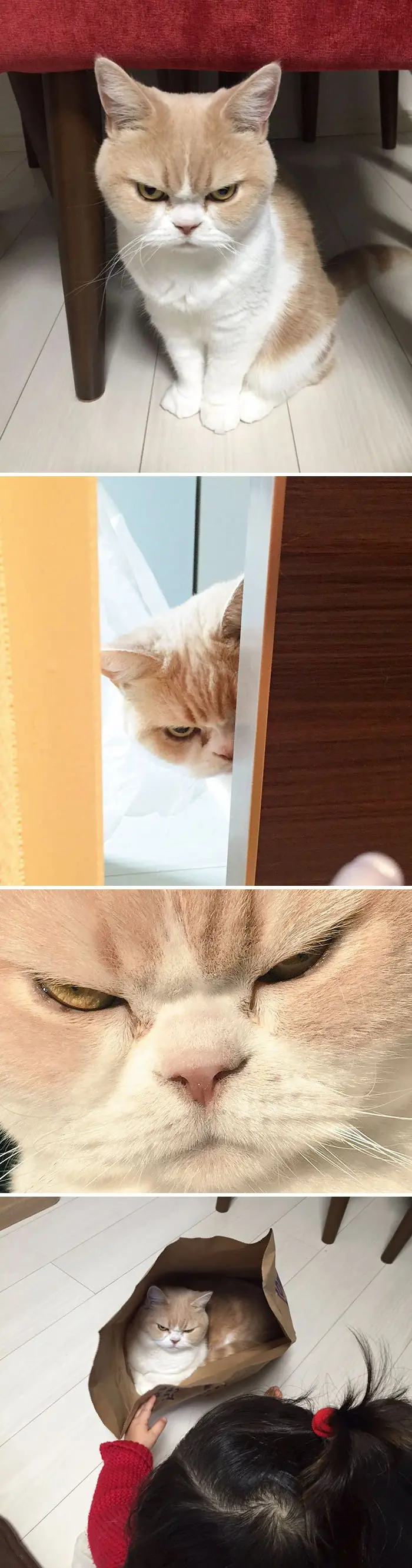 imagenes de humor de gatos