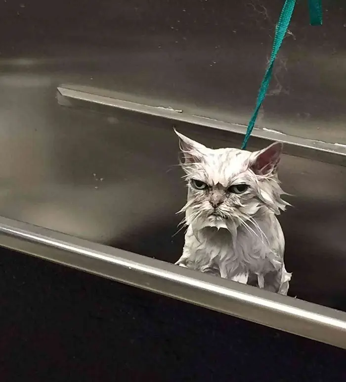 gatos enfadados